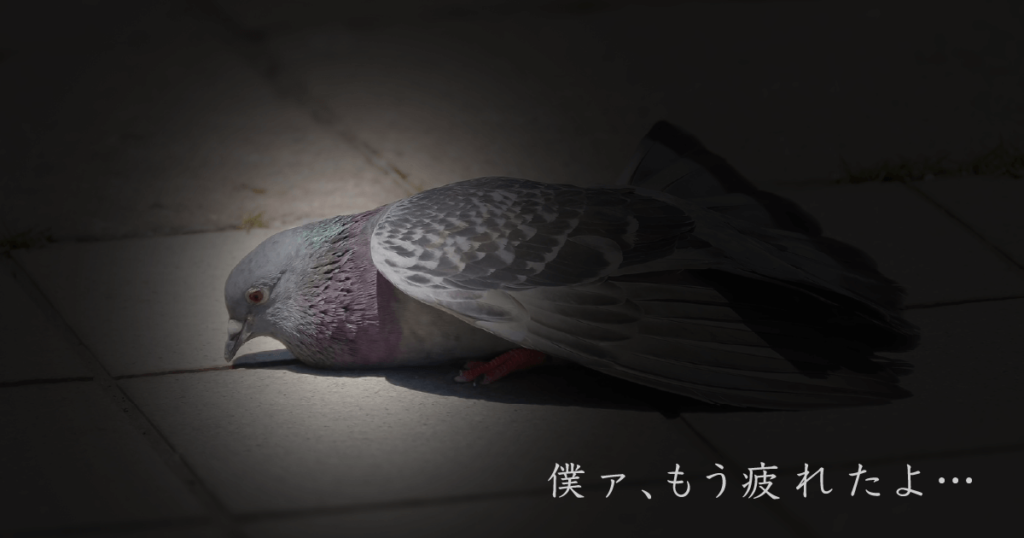 疲れた鳩